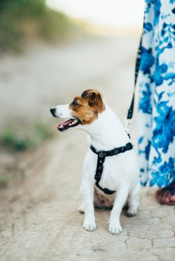Jack Russell Terrier 'ın küçük bir köpeği sahipleriyle yürüyüşe çıkmış.