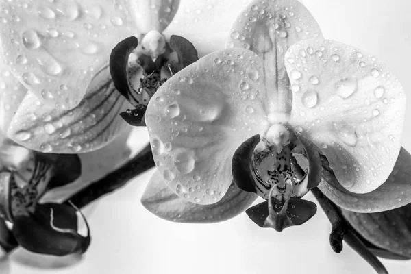 Sarı Güve Orkideleri Phalaenopsis Amabilis — Stok fotoğraf