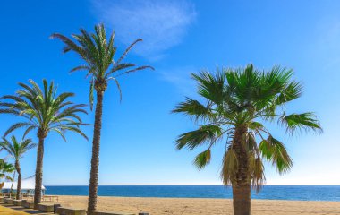Mavi deniz ile plajda palmiye ağaçları.