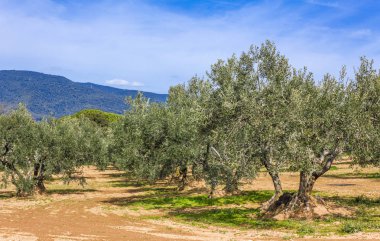Olive grove