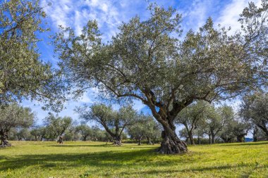 Olive grove