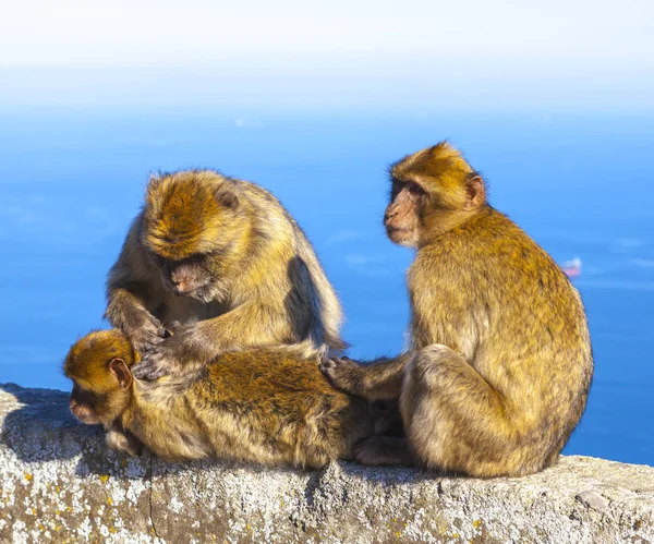 Gibraltar monkeys Royalty Free Stock Images