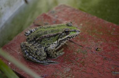 Küçük yeşil kurbağa gölet, makro ahşap bir tahta üzerinde oturan.