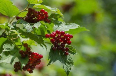 Viburnum opulus, kırmızı meyveler ve yaz sonunda açık havada bırakır. Bahçede kırmızı viburnum dalı. Bir dalda bir demet kırmızı viburnum böğürtlen. Yumuşak seçici odak, yuvarlak bokeh.