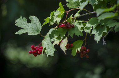 Viburnum opulus, kırmızı meyveler ve yaz sonunda açık havada bırakır. Bahçede kırmızı viburnum dalı. Bir dalda bir demet kırmızı viburnum böğürtlen. Yumuşak seçici odak, yuvarlak bokeh.