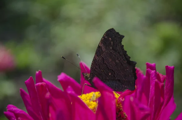 Colorido europeu pavão borboleta Inachis io, Aglais io senta-se em uma flor magenta Zinnia com asas fechadas, fundo borrado. perto, macro — Fotografia de Stock