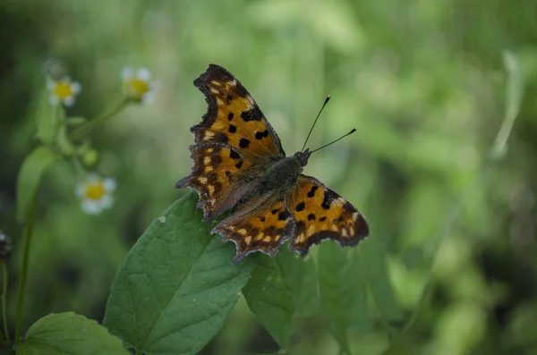 Papillon rouge-brun assis sur l'herbe verte. Polygonia c-album, le papillon virgule, famille des Nymphalidae. macro, gros plan, arrière-plan flou — Photo
