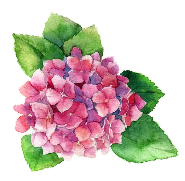 Καλοκαίρι Υδατογραφία με ροζ ανθισμένη ορτανσία, Ακουαρέλα βοτανική φυσική ορτανσία Εικονογράφηση απομονωμένη σε λευκό μονοπάτι εργασίας απομόνωσης — Φωτογραφία Αρχείου