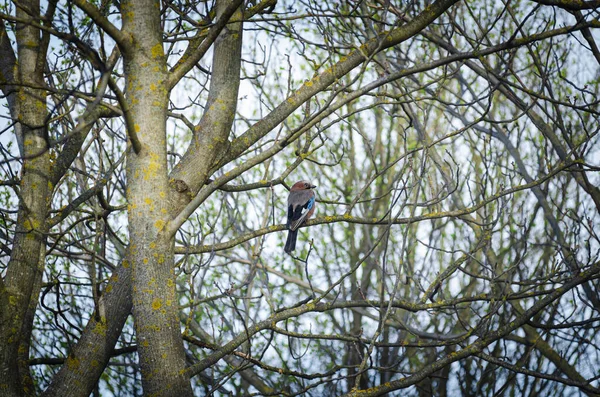 Европейский сойка Garrulus glandarius стоя на ветке пепла — стоковое фото