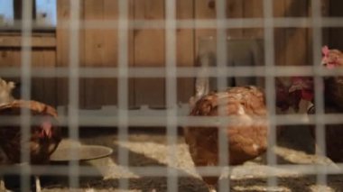 Kafesin tepesinde oturan bir kuş