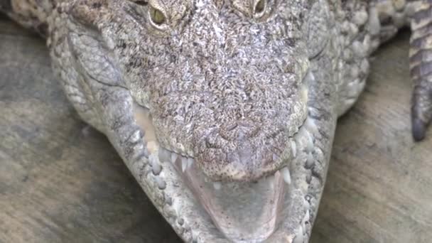 A close up of a reptile Royalty Free Stock Footage