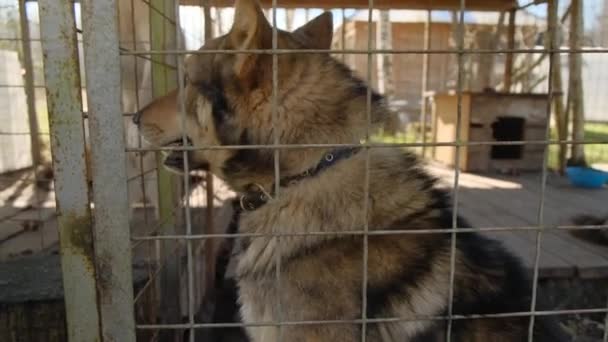 En hund som sitter på ett stängsel — Stockvideo