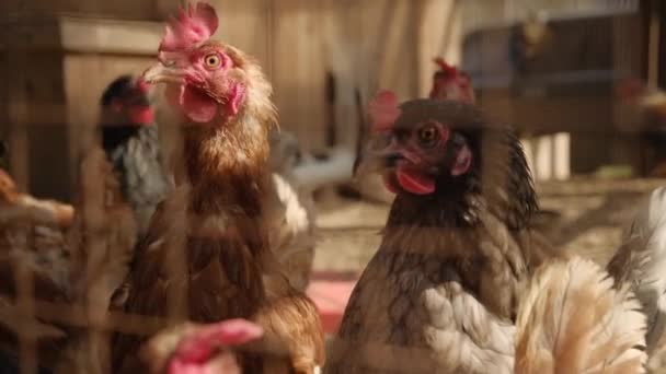 A close up of a chicken Video Clip