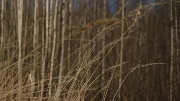 A close up of a dry grass field — Stock Video