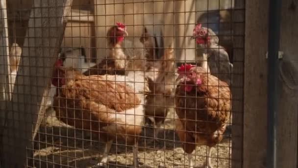 Egy ketrecben álló csirke. — Stock videók