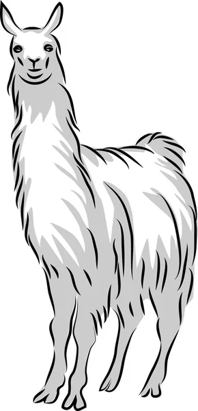 Llama Tres Colores Vector Ilustración — Vector de stock