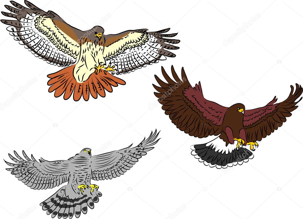 Red - tailed Hawk, Harris Hawk, Northern Goshawk flying