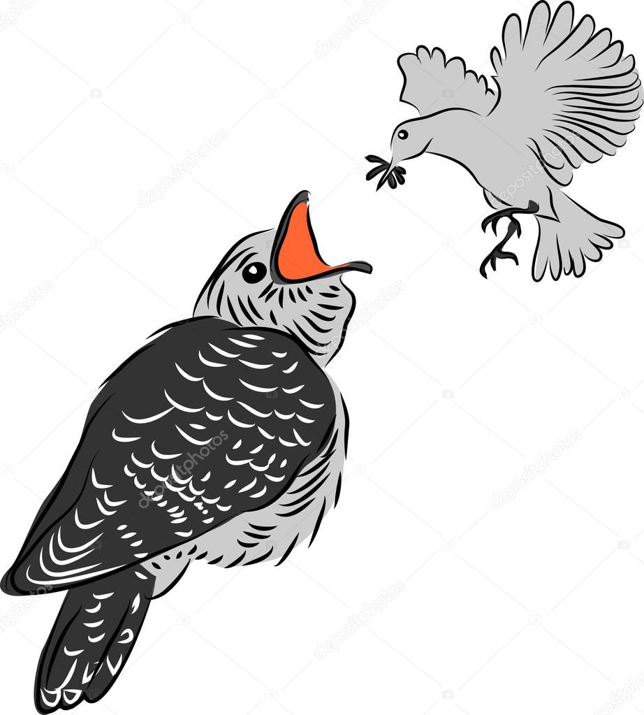 Cuckoo young being fed - stylized greyscale vector illustration