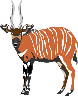 Bongo antelope - colour vector illustration clipart