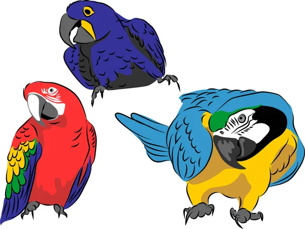 Macaw Illustration Vectorielle Couleur — Image vectorielle