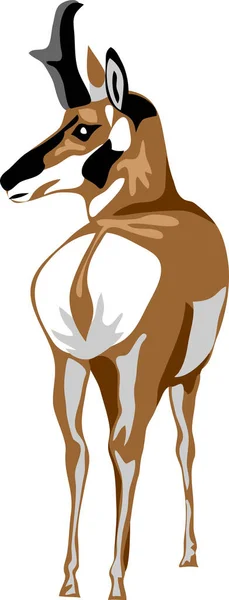 Pronghorn Färg Vektor Illustration — Stock vektor