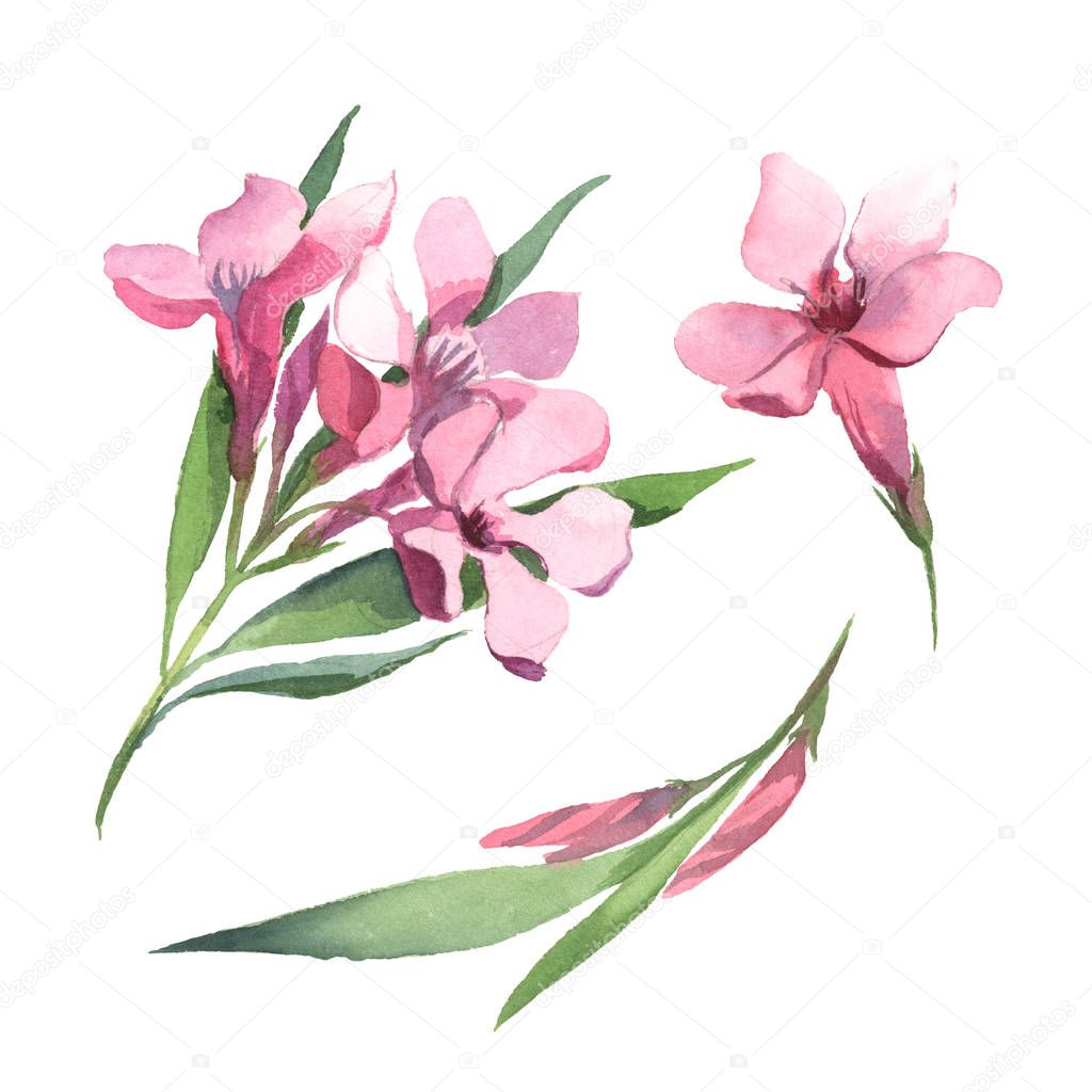 Set of watercolor  pink nerium flower and green leaves isolate on white background. Flowers for wedding cards.