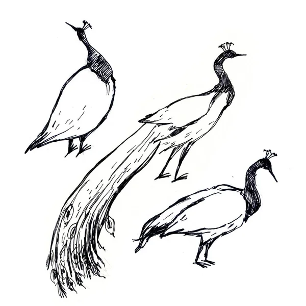 Pen Drawing Illustration Black White Birds Peacock Isolated White Background — Stock Photo, Image