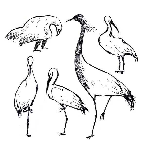 Długopis Ilustracja Czarno Białe Ptaki Bocian Orzeł Żurawiem Białym Tle — Zdjęcie stockowe
