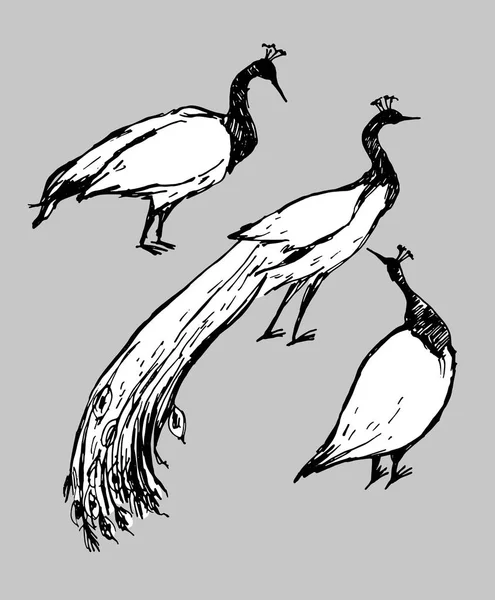 Rysunku Ilustracji Wektorowych Pióra Czarno Białe Ptaki Pawie Szarym Tle — Wektor stockowy