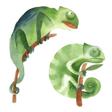 Watercolor illustration. Set of two simple green chameleons sitting on the branch isolate on white background clipart