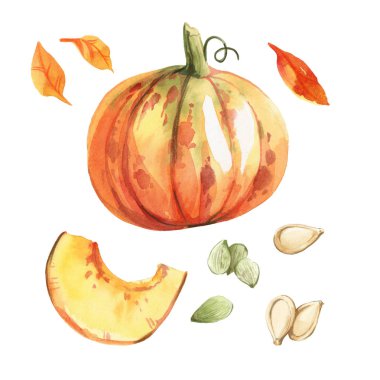 Şükran günü, sonbahar sembolü beyaz arka planda, adet ve tohum, kabak el boyalı suluboya illüstrasyon izole.