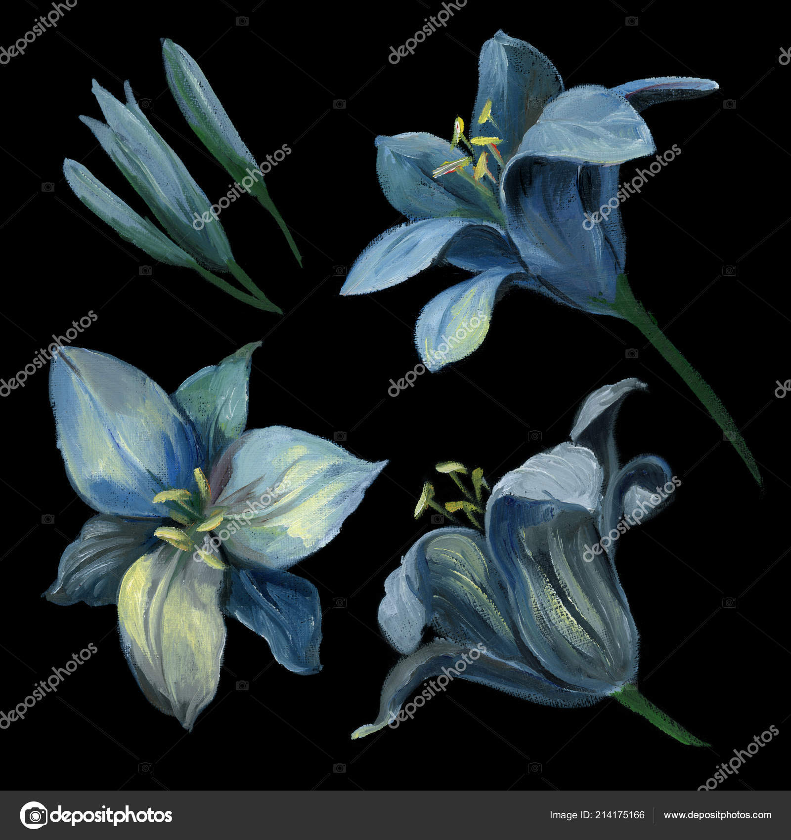 Oil Pastel Drawing Set Blue Lily Bud Black Background Flowers Stock  Illustration by ©KatBuslaeva #214175166, image size:1600x1700