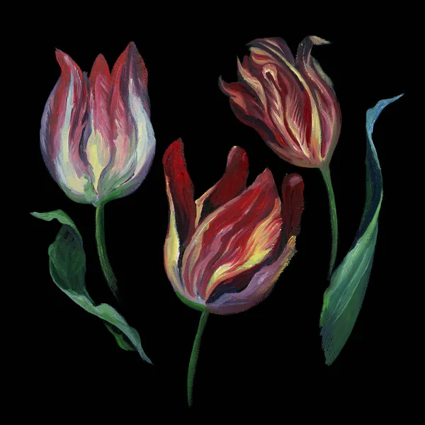 Oil or pastel drawing. Set of rose tulip and leaf on black background. Flowers drawing in old style