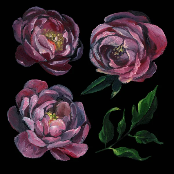 Olio Pastello Set Peonia Rosa Foglia Sfondo Nero Disegno Fiori — Foto Stock