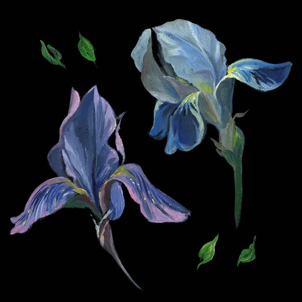 Λάδι Παστέλ Σχέδιο Σετ Μπλε Ίριδες Και Φύλλα Μαύρο Φόντο — Φωτογραφία Αρχείου