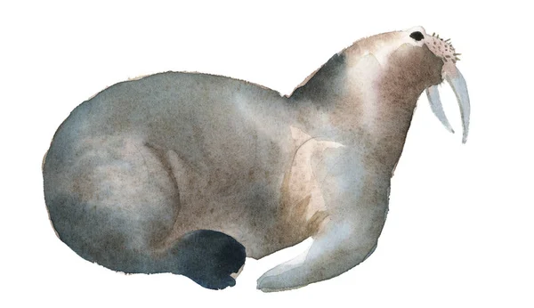 Aquarel Illustratie Geïsoleerd Een Witte Achtergrond Een Grijze Walrus Ligt — Stockfoto