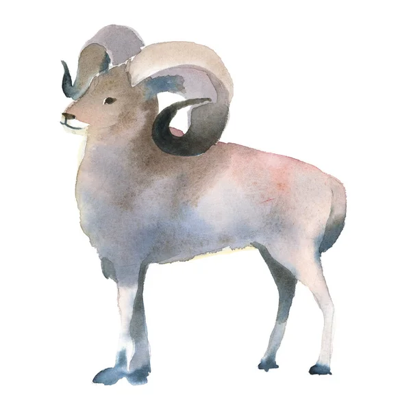 在白色背景上查出的水彩插图 一只棕色的公羊站着 野山北部动物的飞溅剪影 — 图库照片