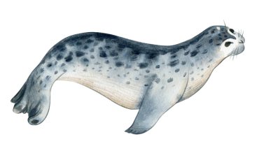 Suluboya illüstrasyon izole beyaz arka plan üzerinde. Bir gri deniz buzağı ram yatıyor. Vahşi deniz Kuzey hayvanların su sıçramalarına kroki