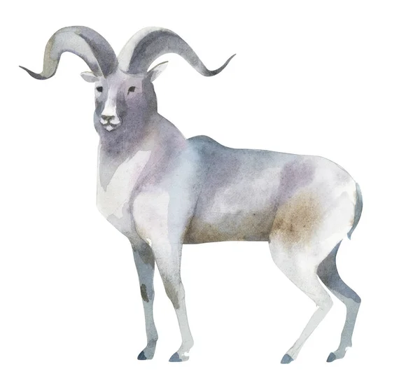 在白色背景上查出的水彩插图 一只灰色的山羊站着 野生森林北部动物的飞溅剪影 — 图库照片