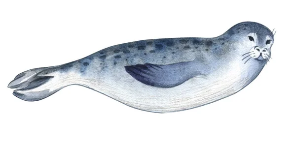 Akvarell Illustration Isolerade Vit Bakgrund Grå Säl Och Fisk Stänk — Stockfoto