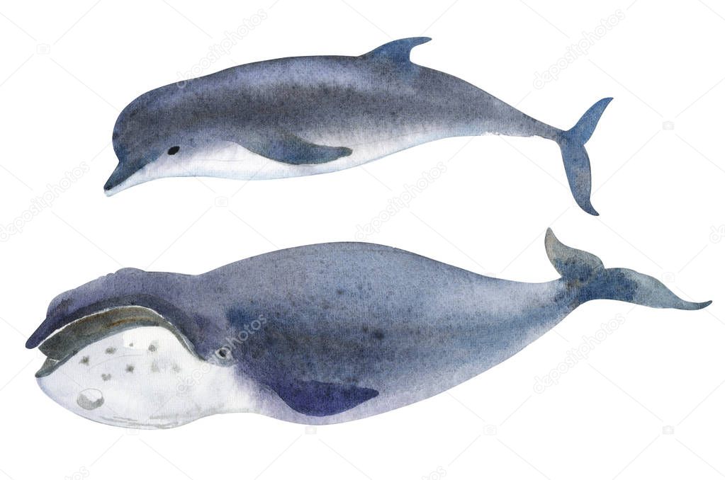 Watercolor illustration isolated on white background. A gray whale and dolphin. Splashes sketch of wild ocean north animals