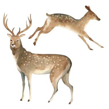 Suluboya illüstrasyon izole beyaz arka plan üzerinde. Kahverengi stag anlamına gelir ve bir dişi geyik atlar. Vahşi orman Kuzey hayvanların su sıçramalarına kroki. Yaban hayatı sanat illüstrasyon