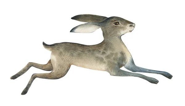 Watercolor Illustration Brown Wild Jumping Hare Isolate White Background Realistic — Stock Photo, Image