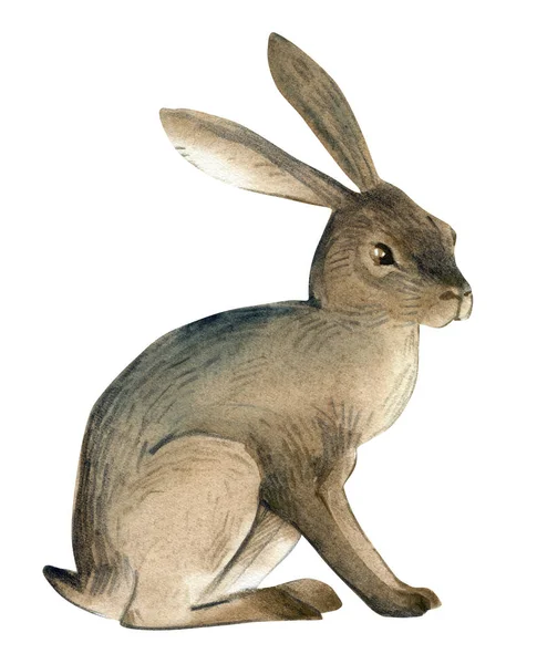 棕色野生野兔夫妇的水彩例证分离在白色背景 现实的森林动物剪影 — 图库照片