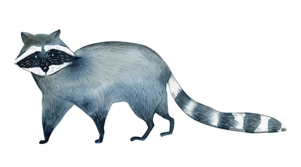 너구리 배경에 고립의 수채화 그림입니다 동물의 간단한 스케치 — 스톡 사진