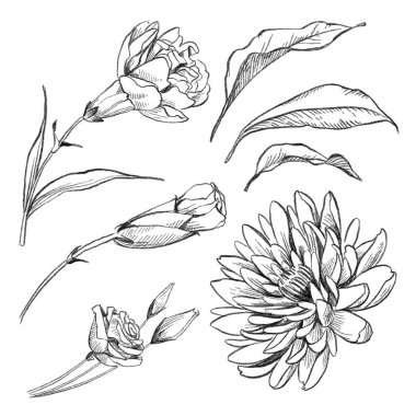 Siyah ve beyaz kalem kroki çizimi karanfil, aster 