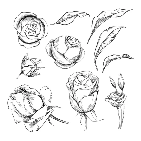 Black and white pencil sketch illustration of rose flowers and l — Stock Photo, Image