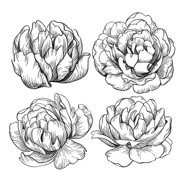 Black and white pencil sketch illustration of peony