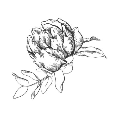 Siyah ve beyaz vektör hat illüstrasyon, zavallı buket kroki