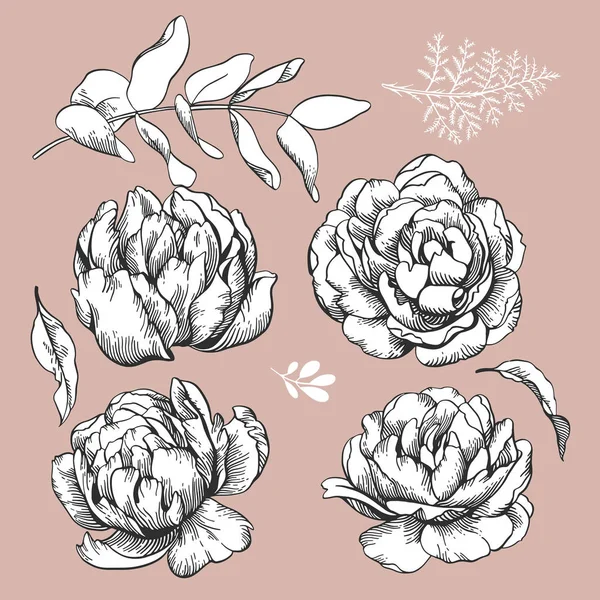 Vektor linje skiss illustration, blommor av pion och eukalyptus — Stock vektor